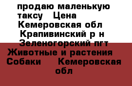 продаю маленькую таксу › Цена ­ 2 000 - Кемеровская обл., Крапивинский р-н, Зеленогорский пгт Животные и растения » Собаки   . Кемеровская обл.